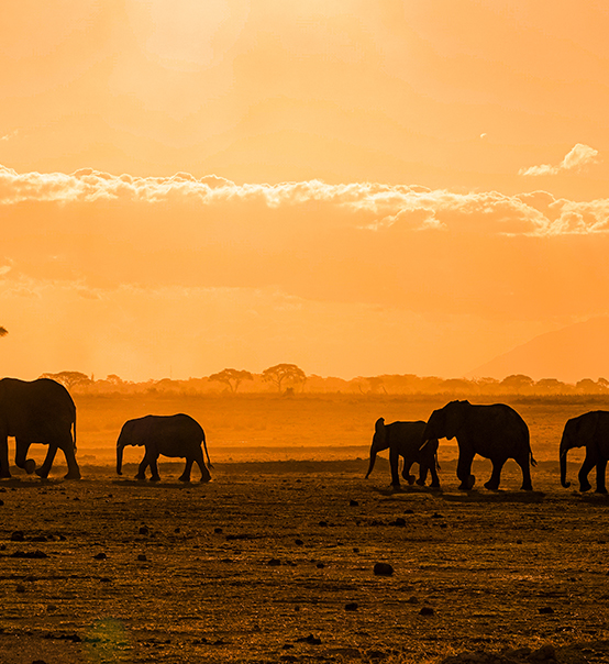 虎力全開，疫情兇猛他去非洲做了什么？